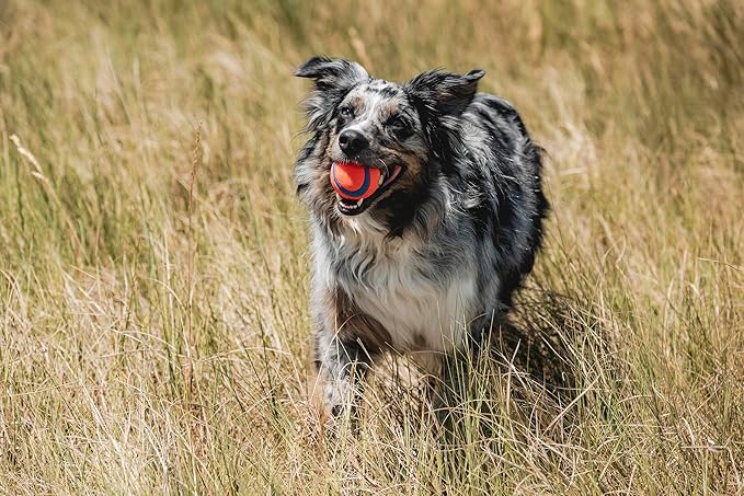 Chuckit! Ultra Ball Medium 2-Pack Rubber Fetch Toy